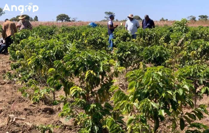 FADA pretende formalizar mais de mil cooperativas até Dezembro de 2026