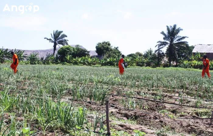 Secretário de Estado exorta sector privado a investir na agricultura