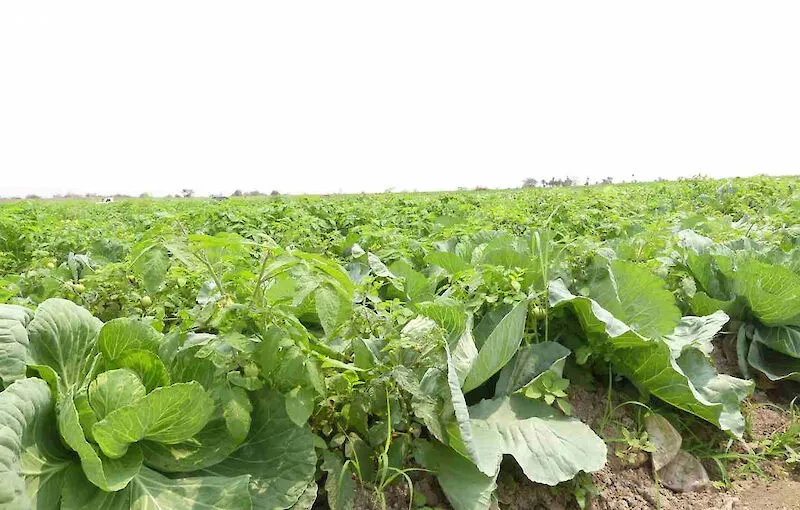 Administrador do Luau incentiva jovens a empreender no sector agrícola