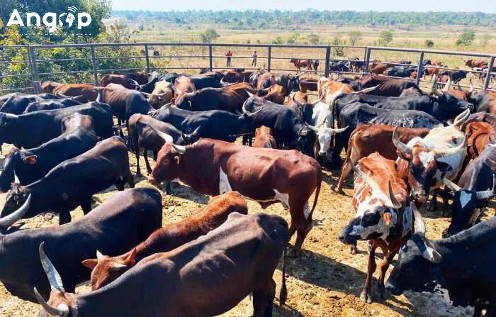 Produção pecuária com indicadores positivos em Benguela