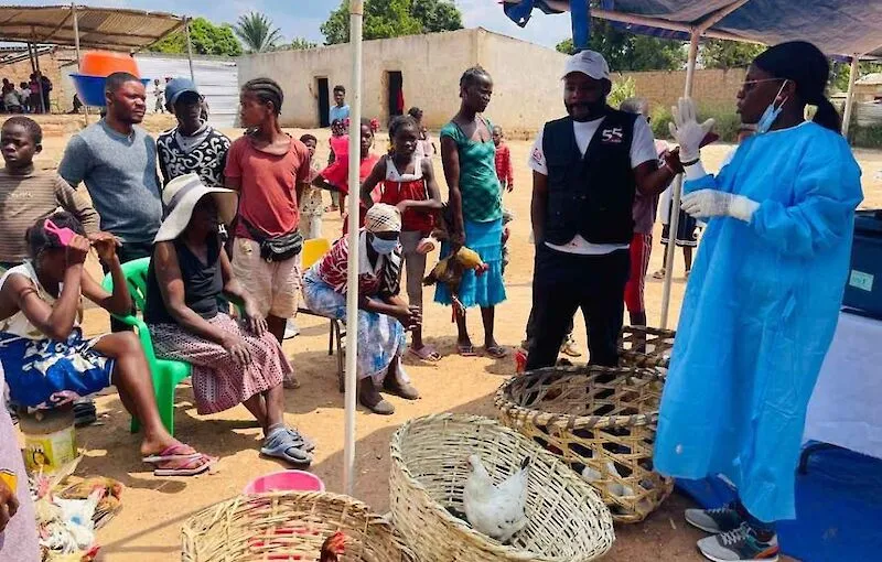 Camacupa prevê vacinar mais de sete mil aves contra Newcastle e bronquite