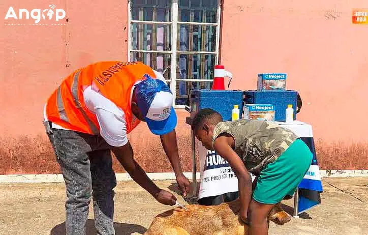 Huíla regista sete mil mordeduras de animais domésticos até agora, com nove casos de contaminação por raiva humana