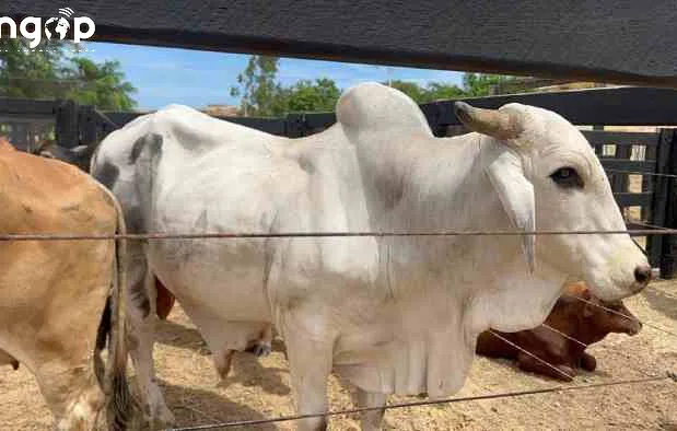 Ministério da Agricultura reafirma apoio aos produtores pecuários