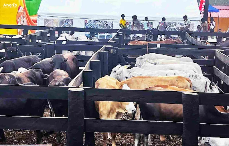 Criadores de gado em Icolo e Bengo aposta no aumento do efectivo pecuário