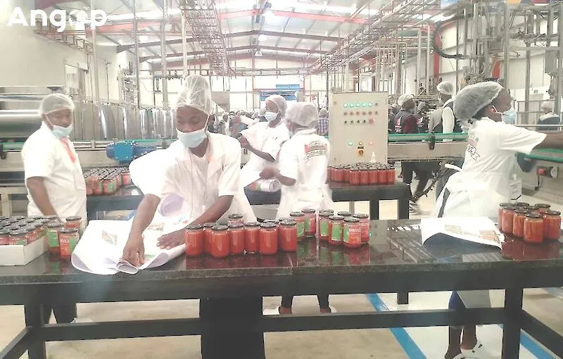 Fábrica do Dombe Grande recebe primeira colheita local de tomate