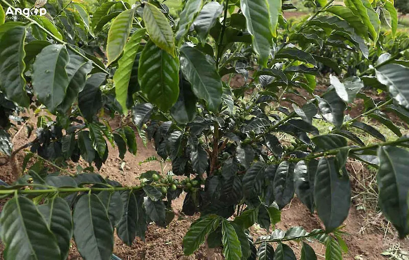 Cooperativa Cassenje lança linha de processamento de café no Huambo