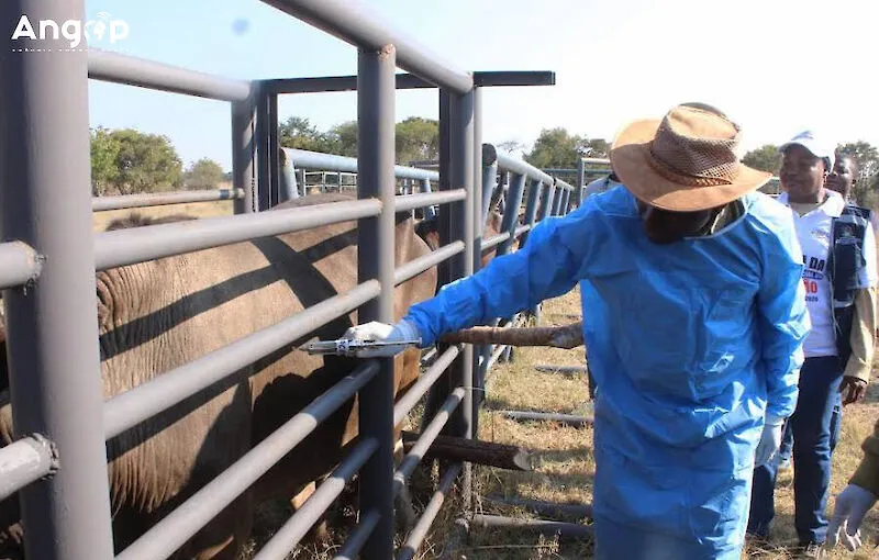 ISV aponta crenças falsas como entrave à vacinação do gado bovino