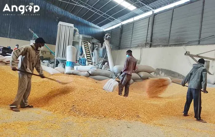 Trabalhadores denunciam abusos laborais em fábrica de milho no Moxico