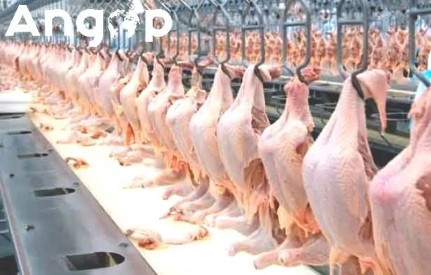 Angola clarifica na OMC exigência da compra de 20% de produtos nacionais