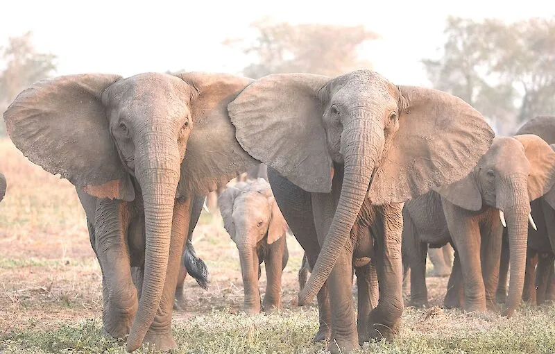 Quénia detém quatro suspeitos pela morte de 18 elefantes em Amboseli