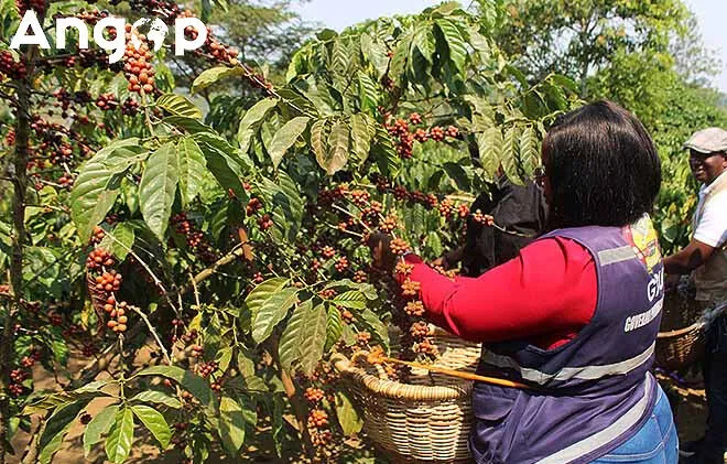BFA assegura financiamento para impulsionar produção de café