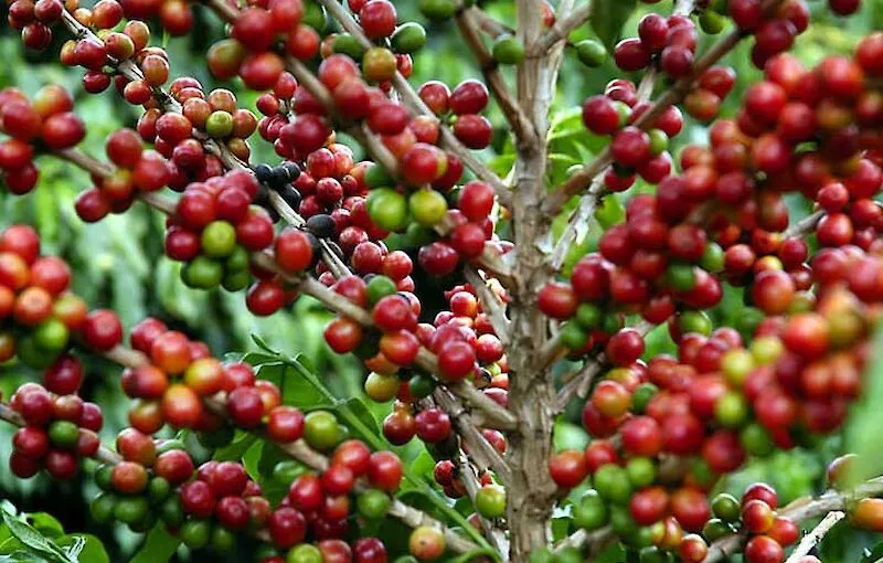 Comuna do Cota conta com 12 toneladas de café para venda