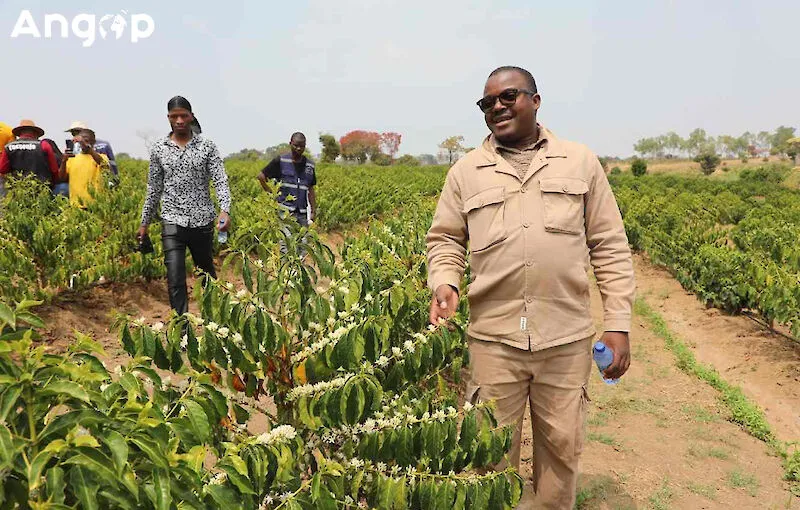Director da Agricultura encoraja produção de café arábica ao longo do Corredor do Lobito