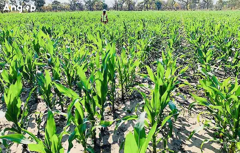 Cunene acolhe abertura do ano agrícola 2026/2027