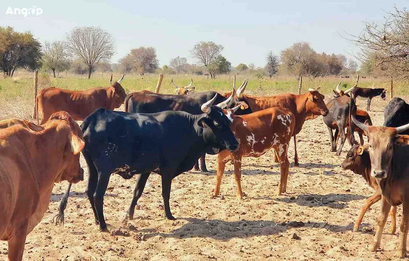 Polícia Nacional restitui 97 cabeças de gado furtadas na Cahama