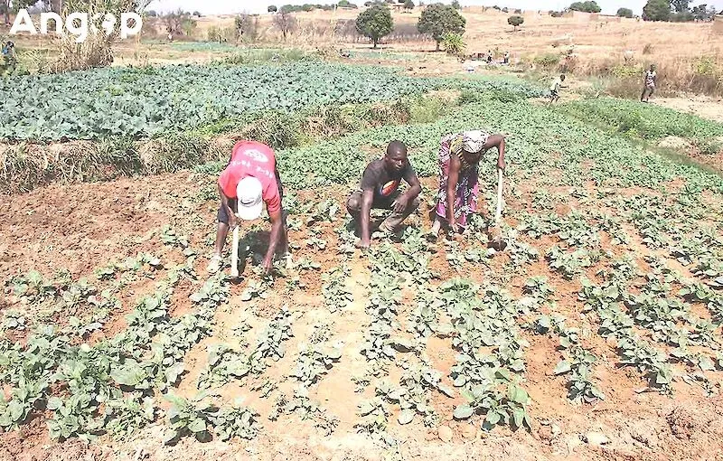 FADA quer formalizar 1.411 cooperativas agrícolas até Dezembro de 2026 e já apoia 318 em Benguela