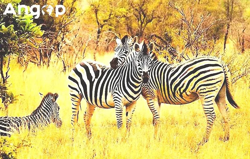 JEA pede mais investimento para conservar espécies em extinção e travar conflito homem-animal em Luanda
