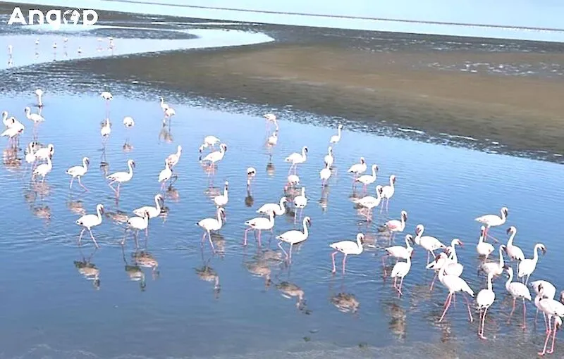 Panguila reforça protecção de aves migratórias no Sarico