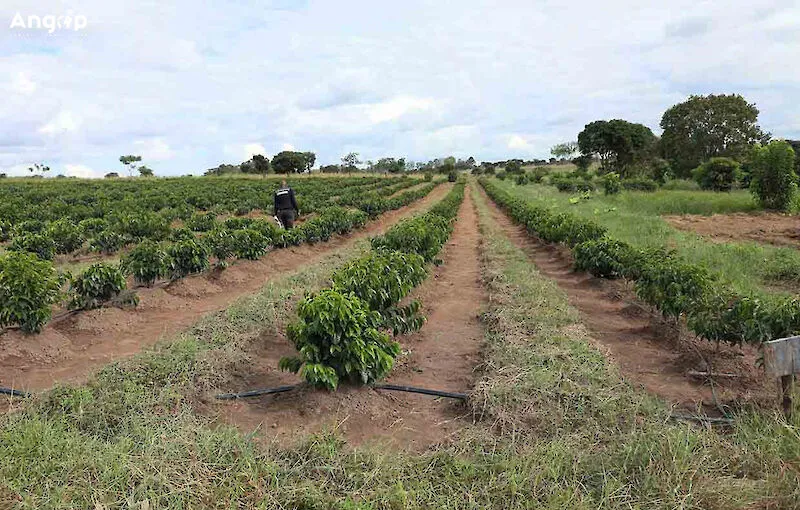 INCER avalia factores de geração de serviços na agricultura do Huambo