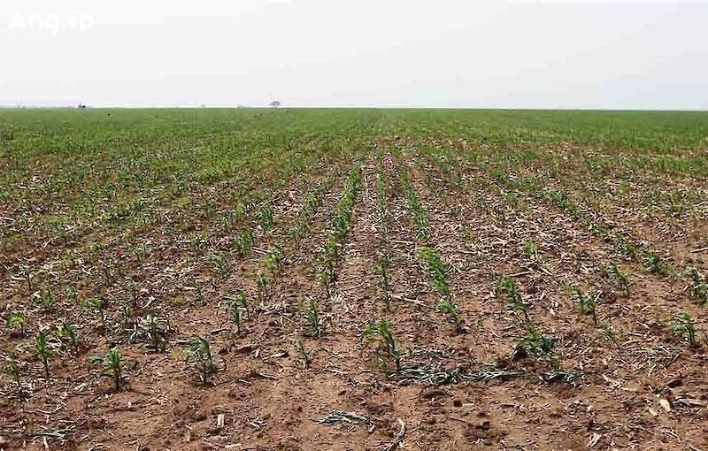 Ministro da Agricultura defende maior aposta na produção nacional
