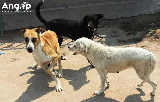 Cunene vacina mais de quatro mil animais de estimação
