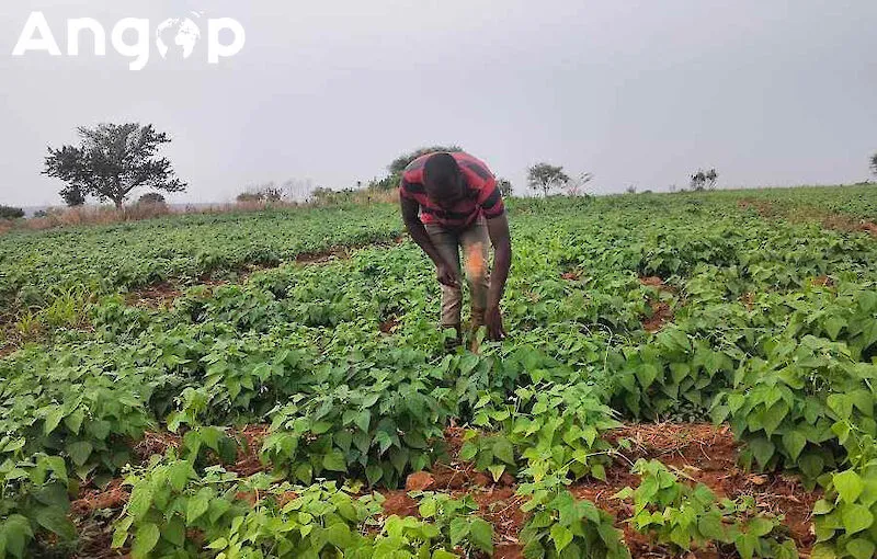 Cooperativas agrícolas clamam por meios de trabalho na Matala