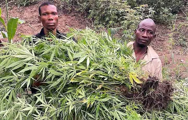 SIC no Zaire destrói lavras de cultivo de cannabis