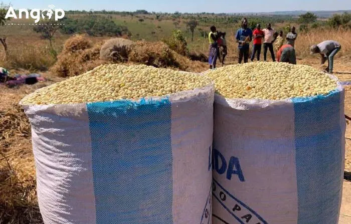 Cunhinga prepara 200 hectares no âmbito do programa Agrocorredores