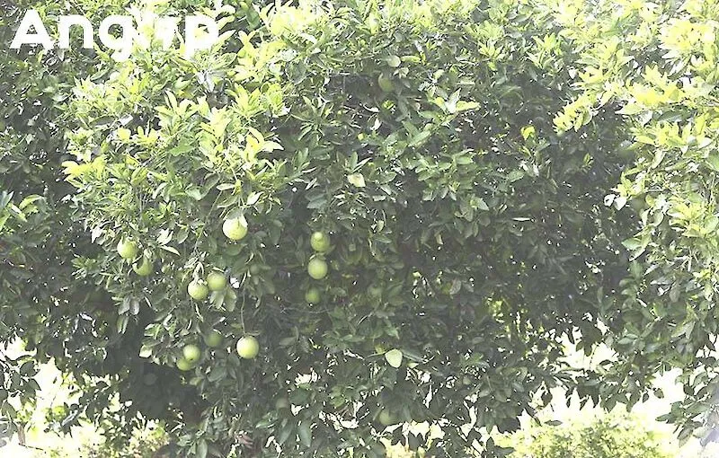 Agrifula colhe 1,4 toneladas de laranja na primeira produção
