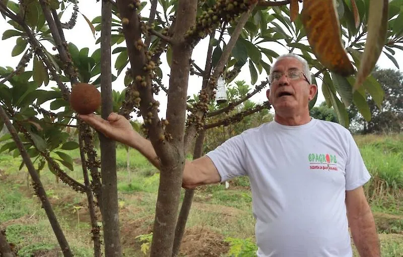 Fazenda aposta na diversificação da matriz de frutas