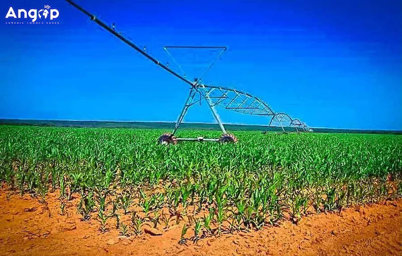 Projecto agrícola projecta produzir nove mil toneladas de milho na Huíla