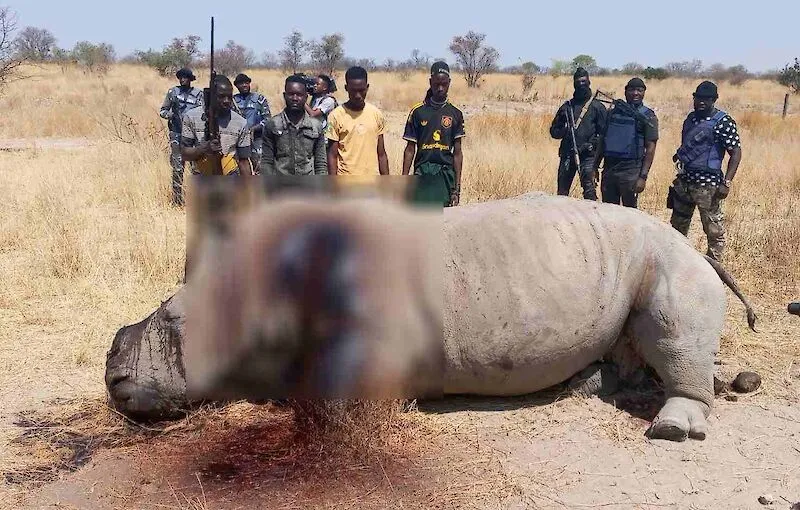 Rinoceronte branco abatido na Cahama: 4 detidos e 5 foragidos após ataque de grupo de 9 caçadores furtivos