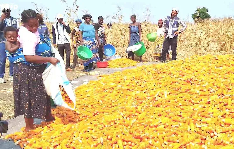Panguila produz mais de 100 mil toneladas de milho