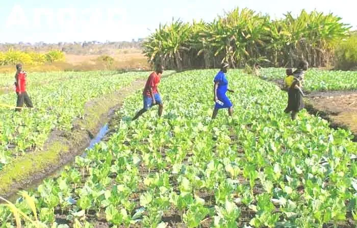 IDA advoga integração dos agrónomos nos projectos agrícolas