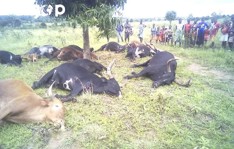 Descarga atmosférica mata 14 bovinos nos Gambos