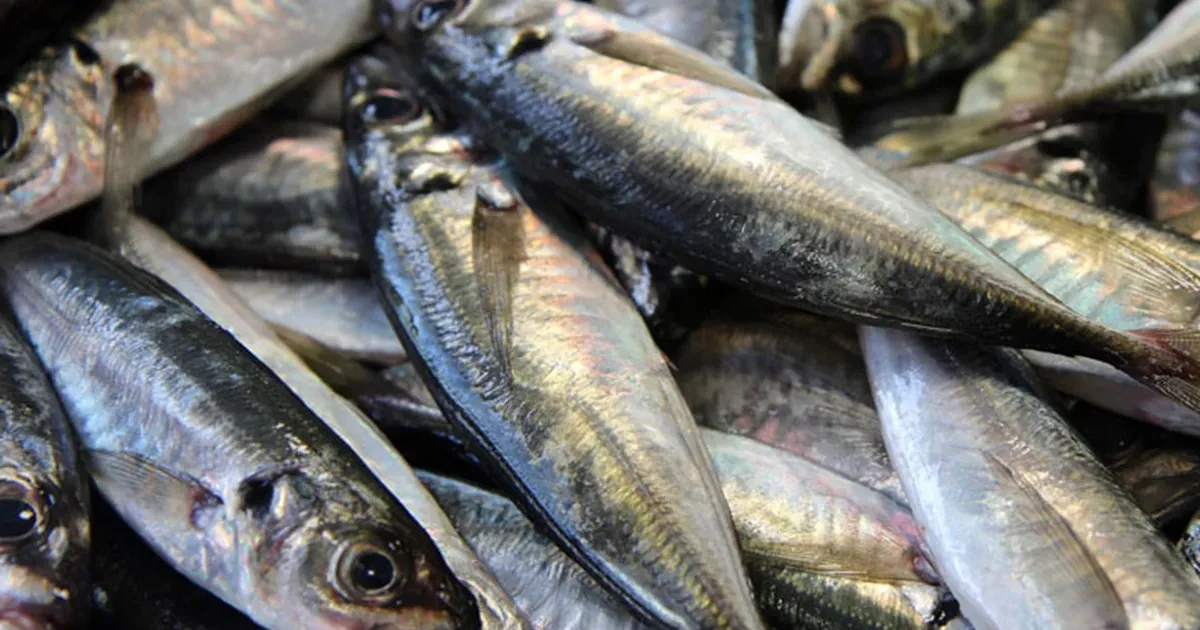 Ministério das Pescas decreta nova proibição da pesca de carapau