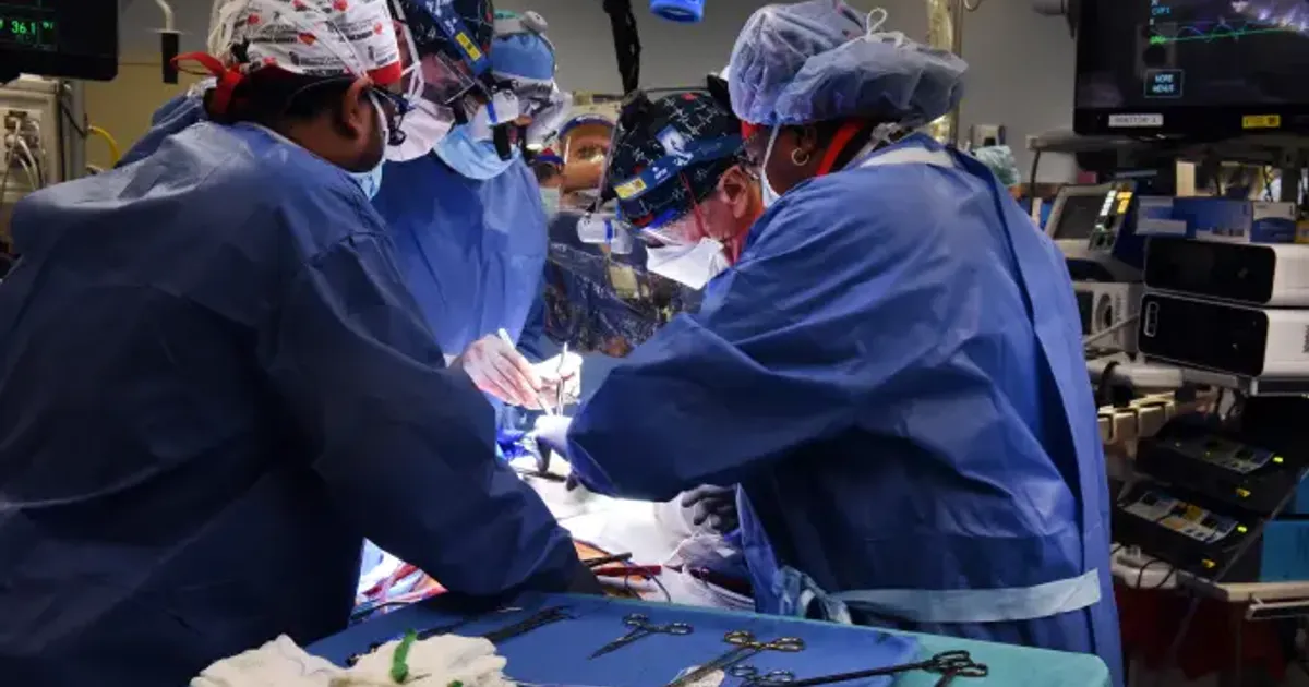 Transplantado pela 1.ª vez pulmão de porco para humano em morte cerebral