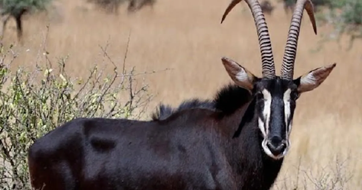 Angola intensifica acções e avança para retirar Palanca Negra Gigante da lista de animais em vias de extinção