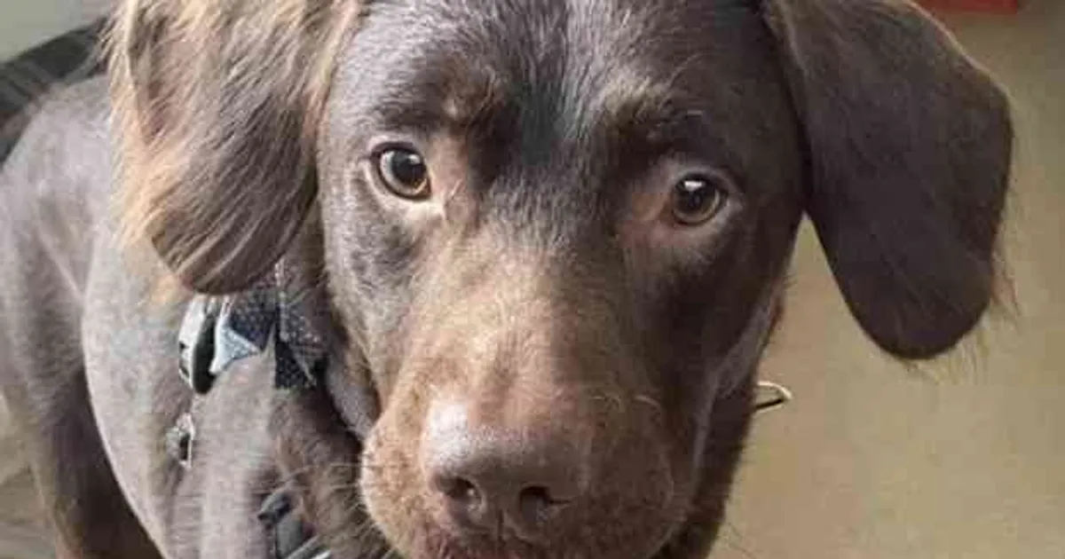 Estudo revela que cães sabem quando alguém não gosta de si