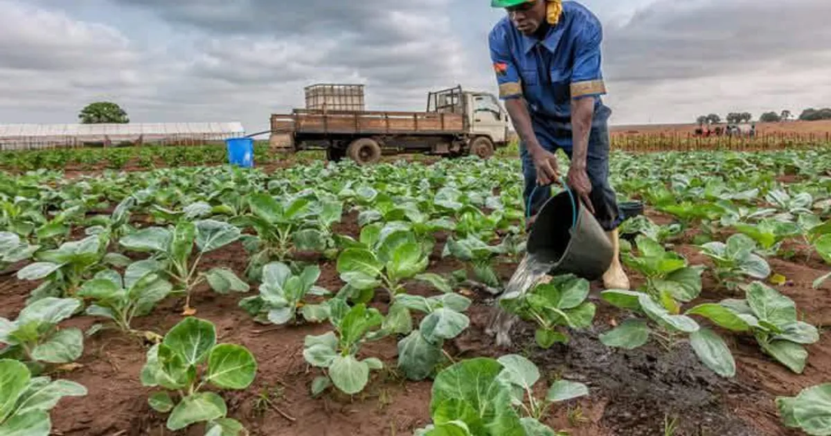 CNJ prepara lançamento do Ano Agrícola da Juventude na província do Bengo