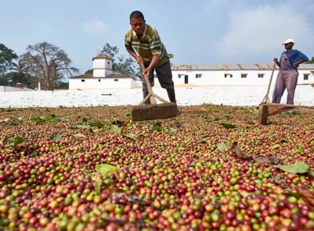 Café angolano passa a beneficiar de isenção de impostos no mercado chinês