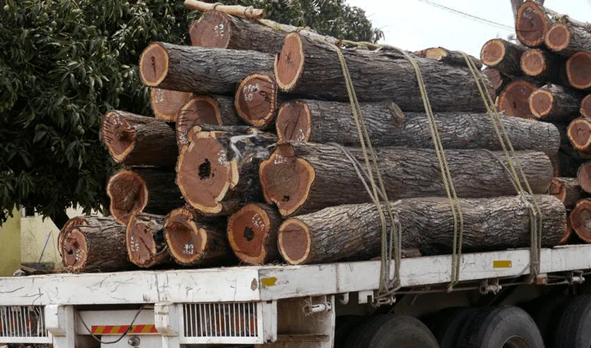 Governo leiloa mais de 17 mil metros cúbicos de madeira Mussivi aprendida há oito anos