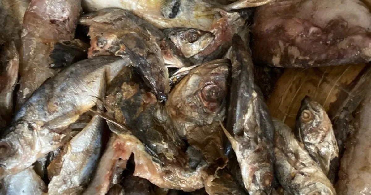 Autoridades no Uíge apreendem mais de 180 caixas de peixe deteriorado