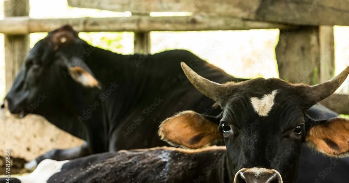Surto dermatite mata mais de 800 cabeças de gado bovino no Cunene