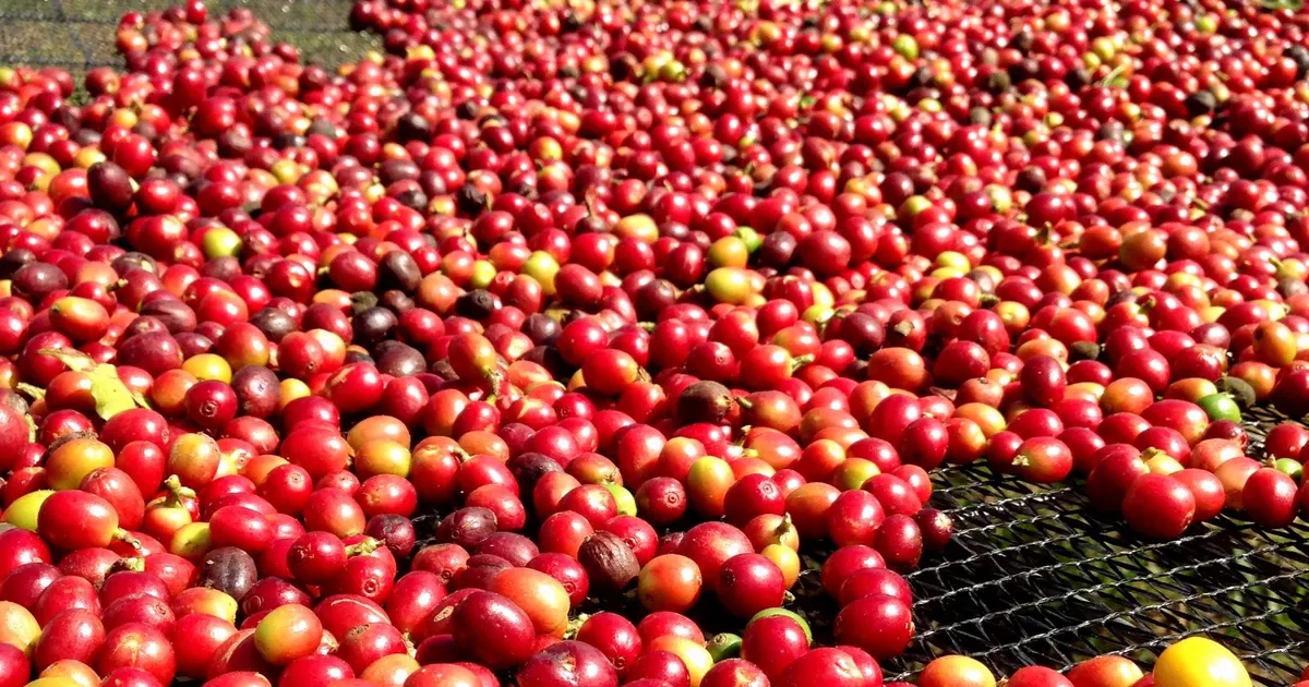 Uíge: Governo distribui mais de um milhão de mudas de café aos agricultores