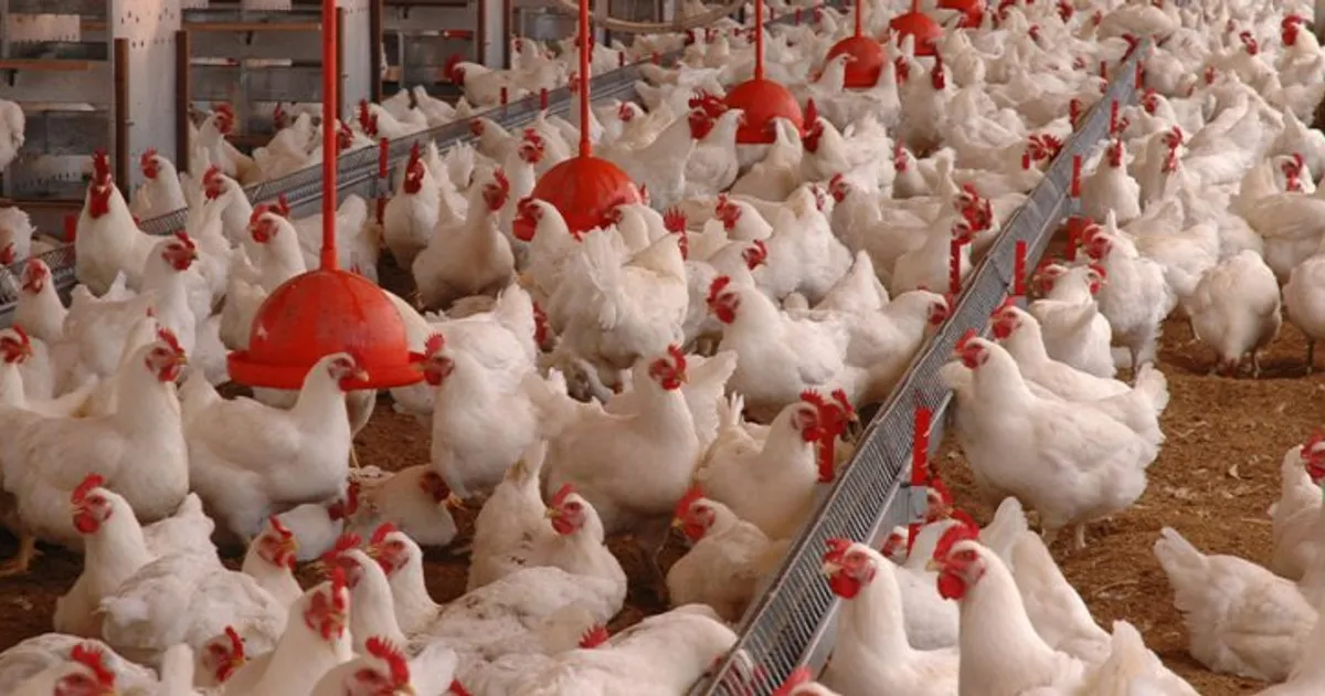 Angola pode exportar até 15 mil aves para reprodução de galinhas em São Tomé