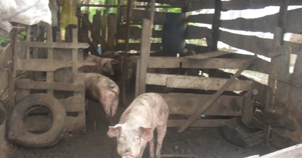 Doença desconhecida dizima mais de cem suínos no Huambo