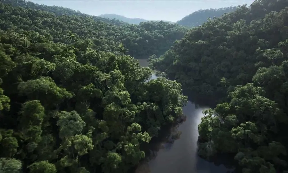 No Dia Internacional das Florestas, especialista alerta para queimadas desordenadas