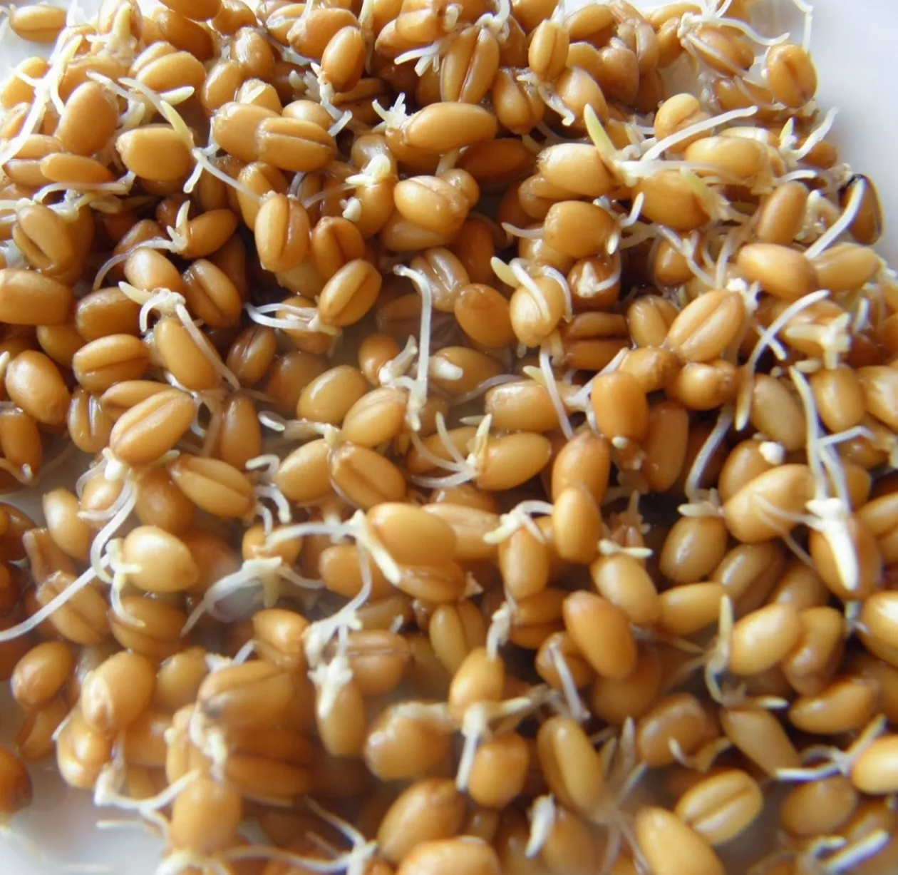 Governo proíbe importação de sementes germinadas