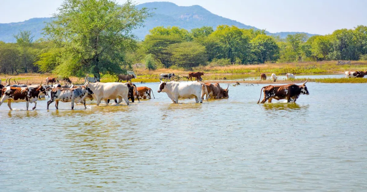 Namibe: nyanekas e kuvales acusados de violarem regras de resolução do conflito